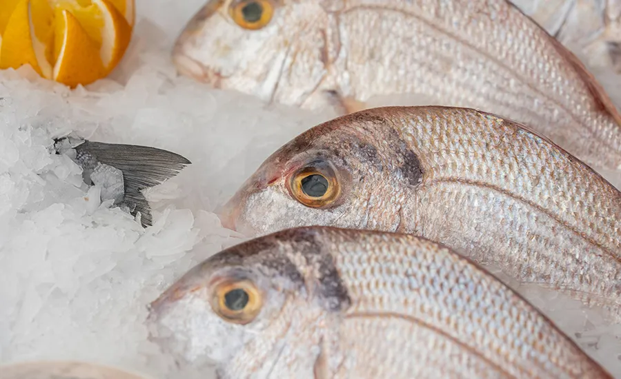 Solusi Pendinginan CO₂ Hemat Energi & Pembekuan Cepat untuk Menjaga Kesegaran Produk Laut