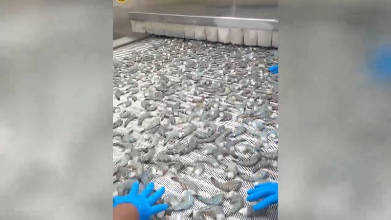 Proyek IQF Freezer untuk Pacific Seafood, Guatemala