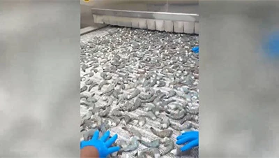 Proyek IQF Freezer untuk Pacific Seafood, Guatemala
